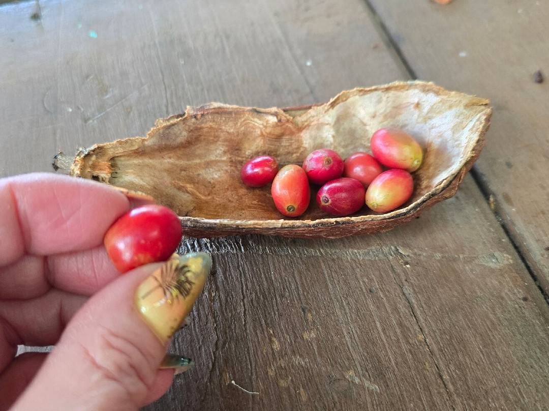 TIO JOSE COFFEE TOUR-葛雷西亚必去景点