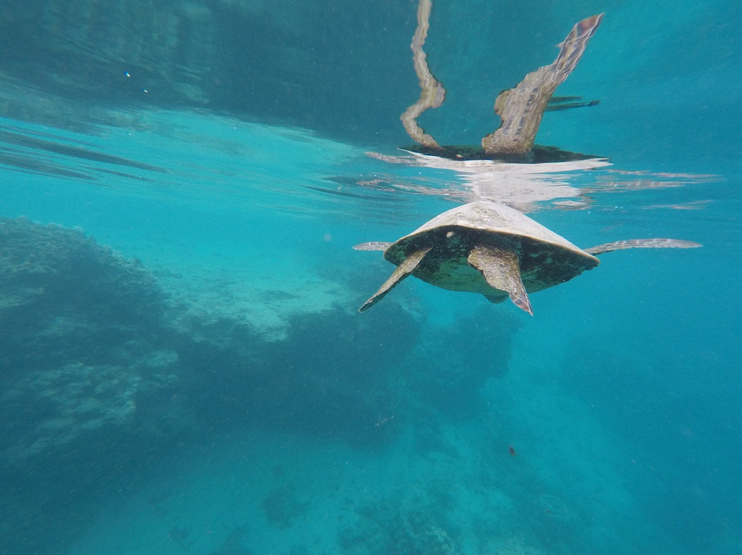 Green Turtle Tours-堤堤卡维加必去景点