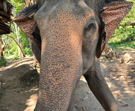 Phuket Elephant Nature Reserve-他朗必去景点