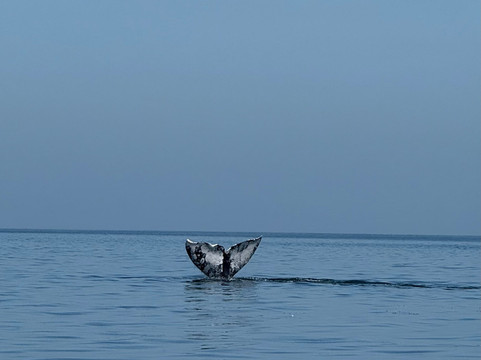 Murillos Bros Adventours-Puerto San Carlos必去景点