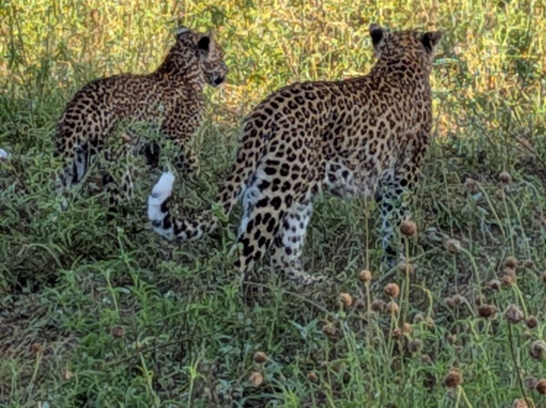 Gamewatchers Safaris-内罗毕必去景点