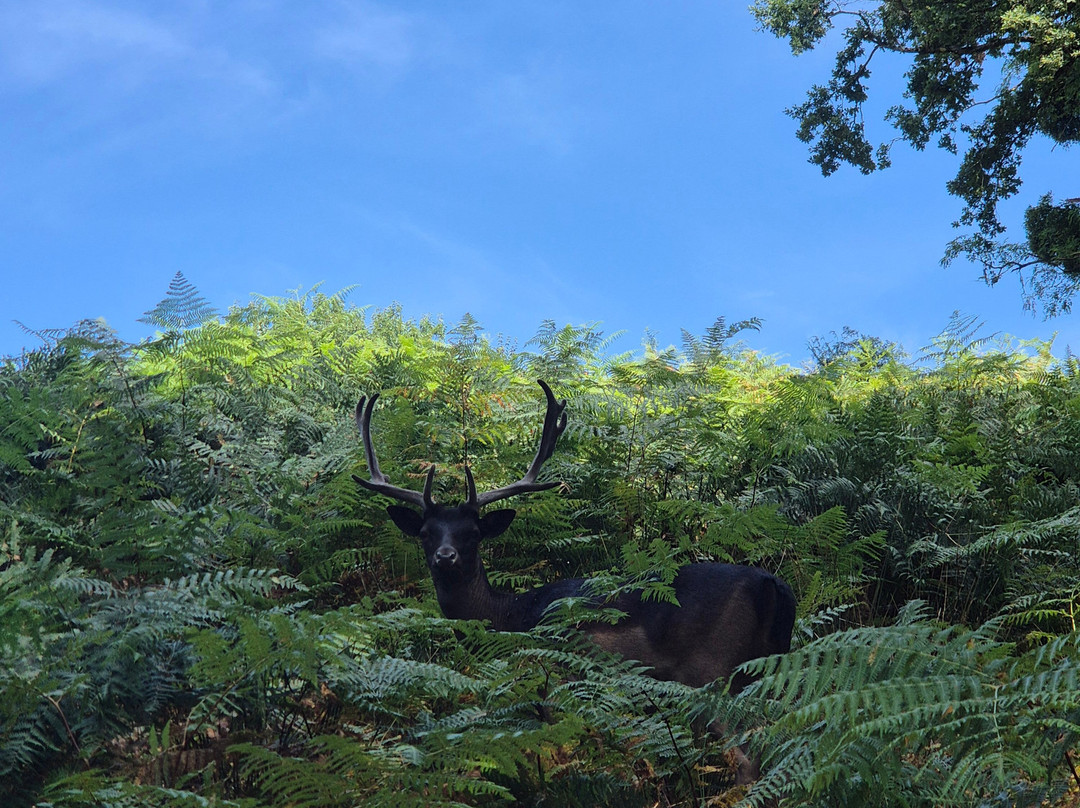 La Vallee des Daims-Junhac必去景点