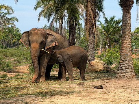 Following Giants - Krabi-Khlong Hin必去景点