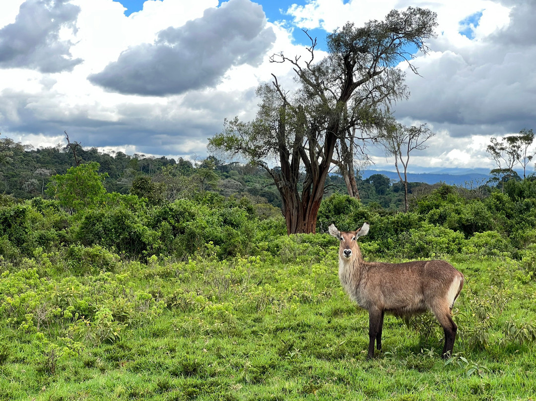 African Quest Safaris-蒙巴萨必去景点