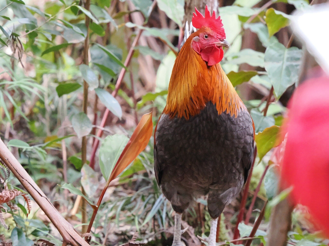 Kona Cloud Forest Sanctuary-凯鲁瓦-柯纳必去景点