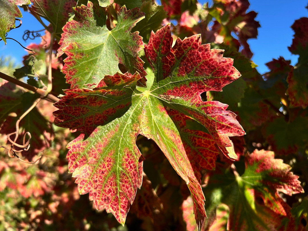 Laura Hartwig Winery-圣克鲁斯必去景点