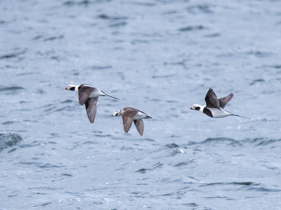 Dolphin Spirit Inverness-因弗内斯必去景点