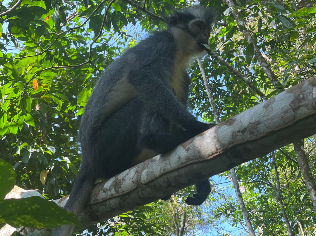 Bukit Lawang Adventure-武吉拉旺必去景点