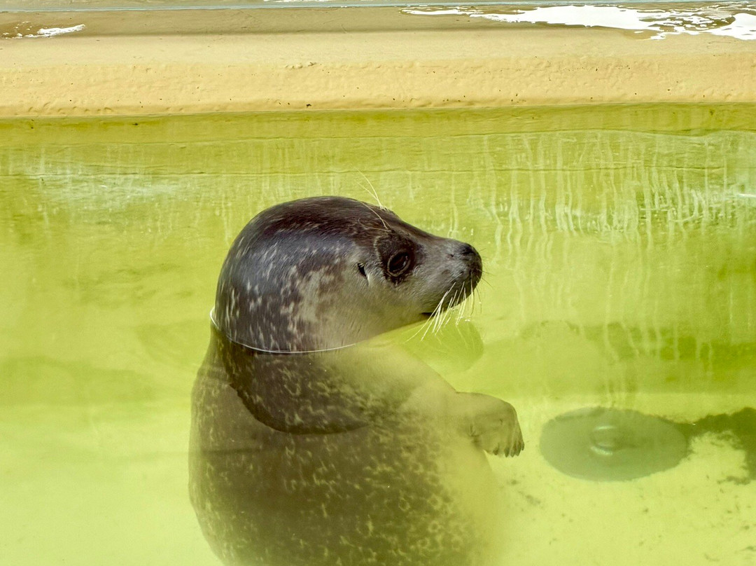 Seehundstation und Waloseum-Norden必去景点