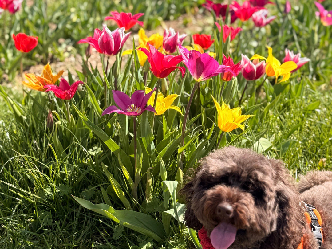 Tulleys Tulip Fields - Hertfordshire-圣奥尔本斯必去景点