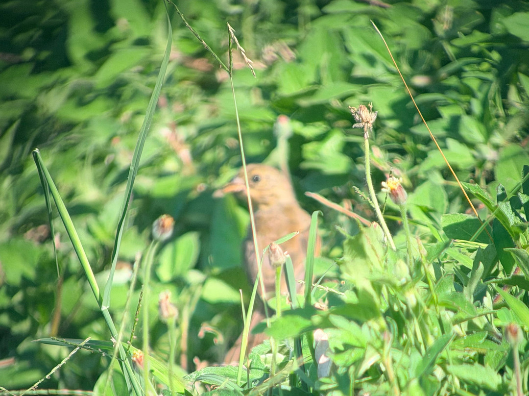 Bird Guide Cornelio-瓦图尔科必去景点
