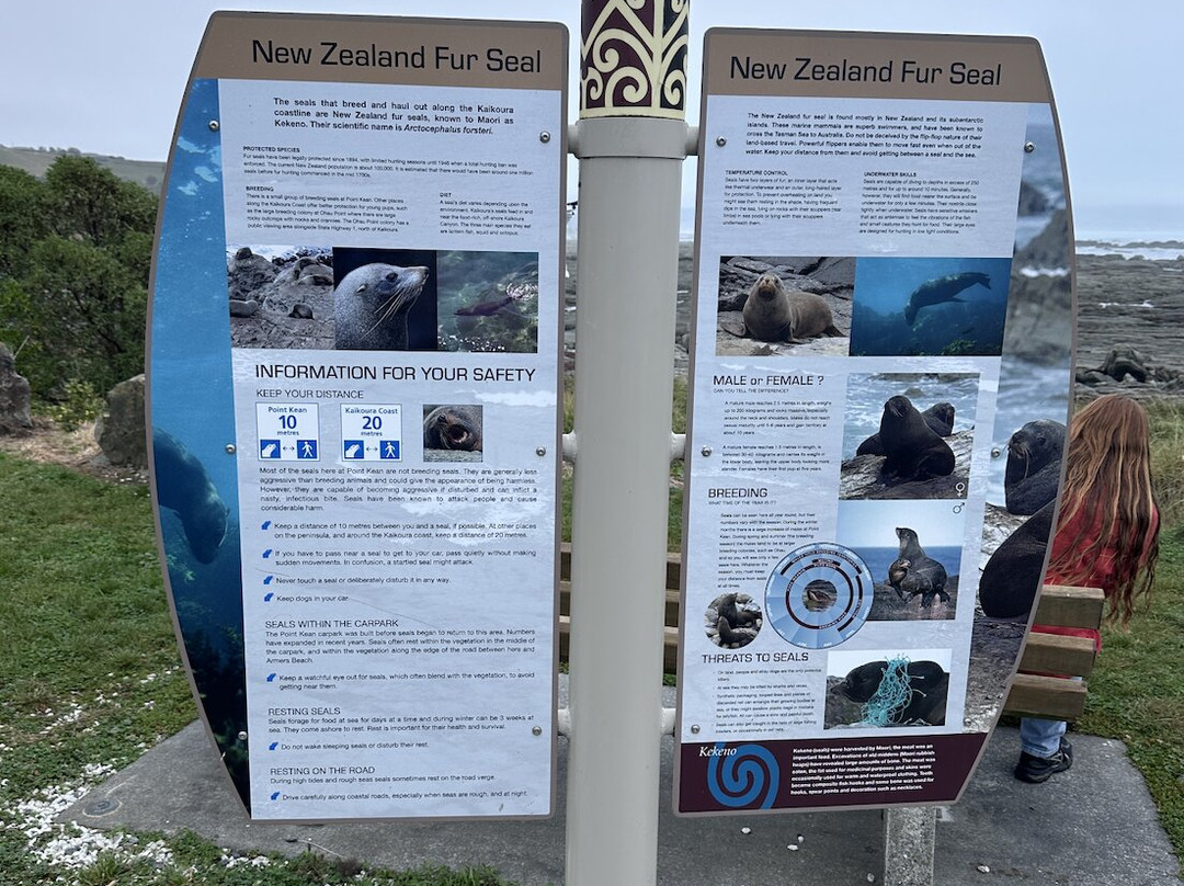 凯库拉毛皮海狮聚集区-Kaikoura必去景点