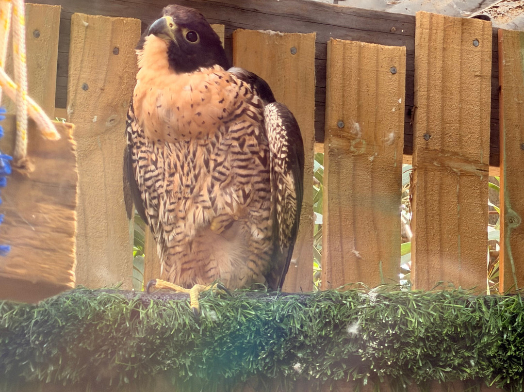 Raptor Refuge-Kettering必去景点
