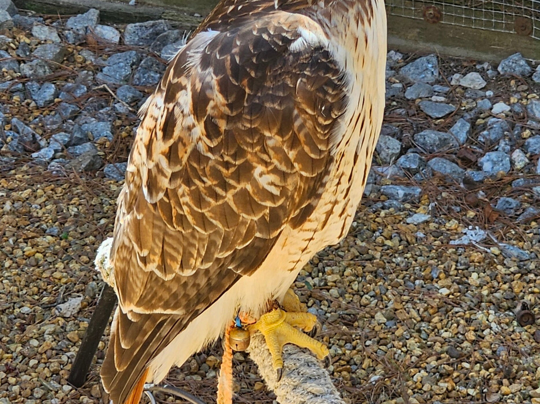Monadnock Falconry-Temple必去景点