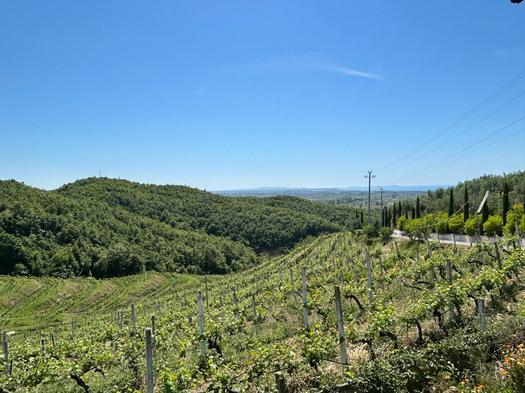 Duka Winery & Vineyard-杜勒斯必去景点