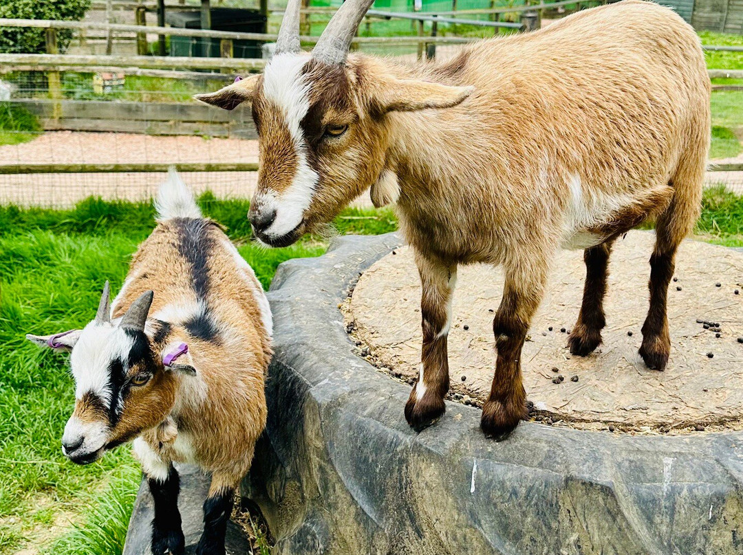 Totnes Rare Breeds Farm-托特尼斯必去景点