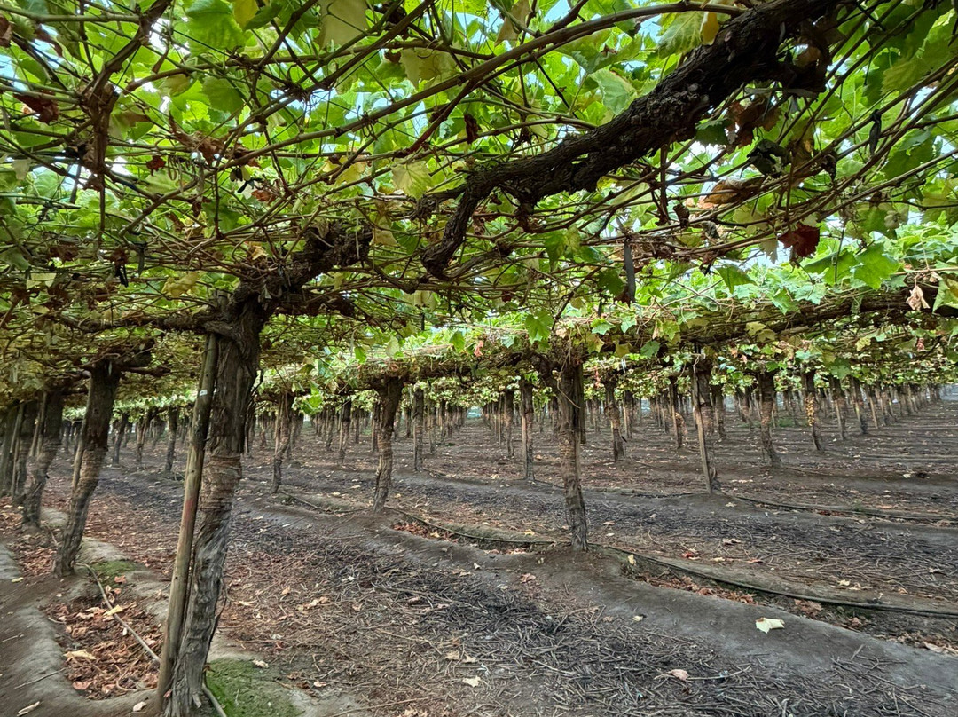 Cuatro Almas Wines-Buin必去景点