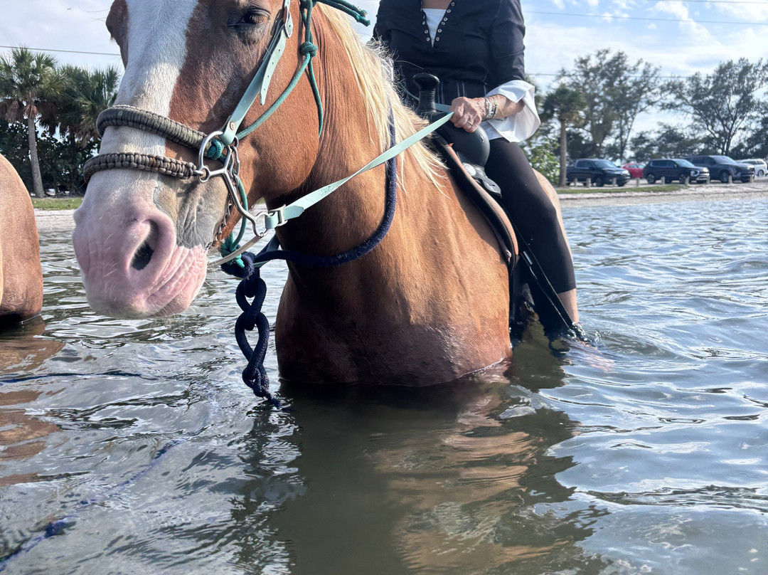 Florida Beach Horses-布雷登顿必去景点