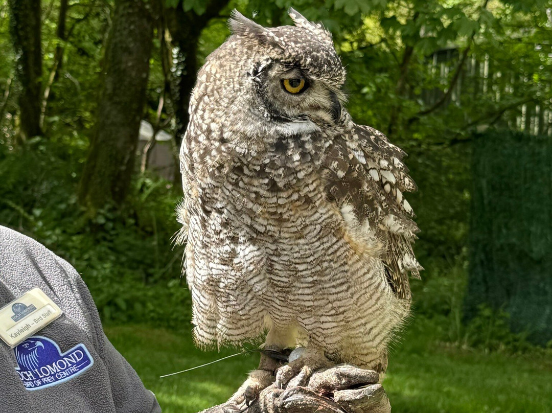 Loch Lomond Bird Of Prey Centre-Balloch必去景点