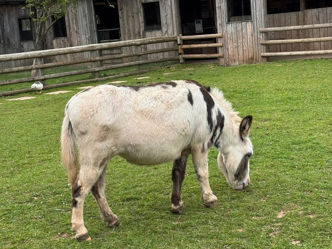 Small Breeds Farm Park-Kington必去景点