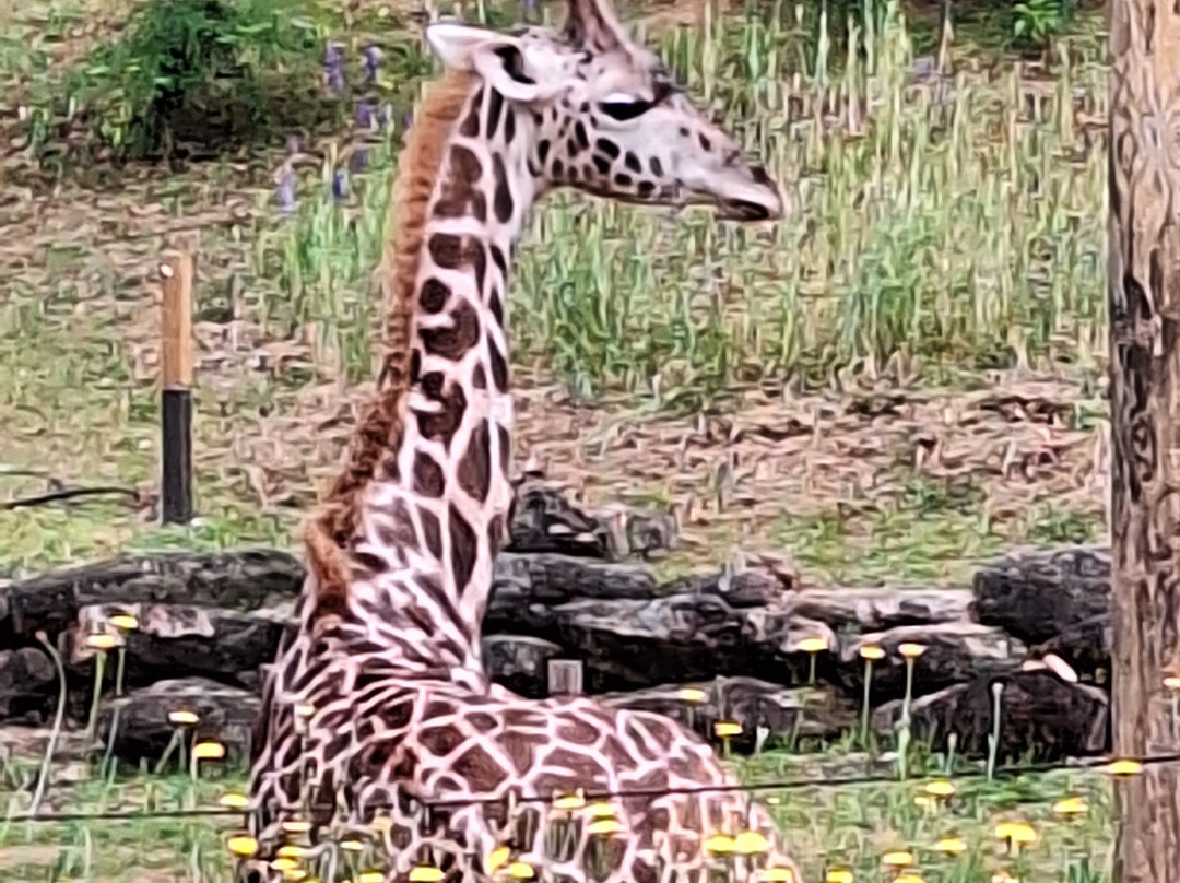 Greenville Zoo-格林维尔必去景点