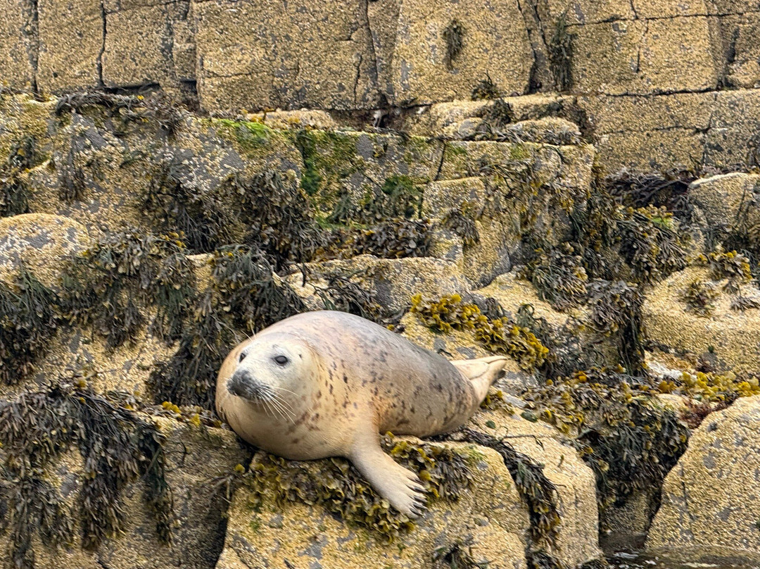 Anstruther Pleasure Cruises-Boat Day Tours-Anstruther必去景点