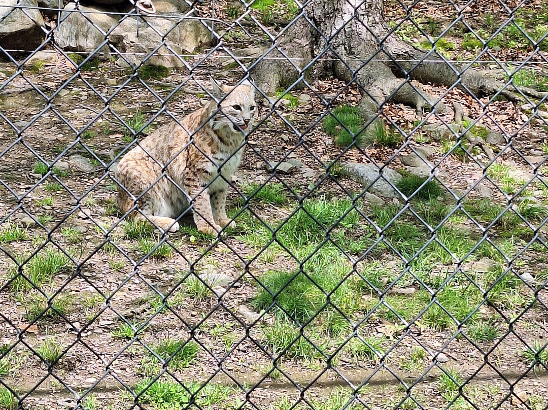 Lakota Wolf Preserve-Columbia必去景点