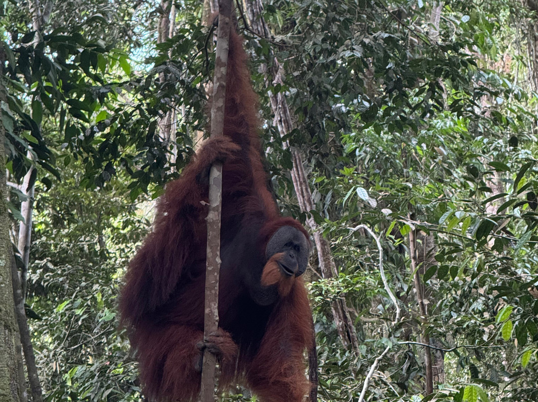 Sumatra Tour Adventures-武吉拉旺必去景点
