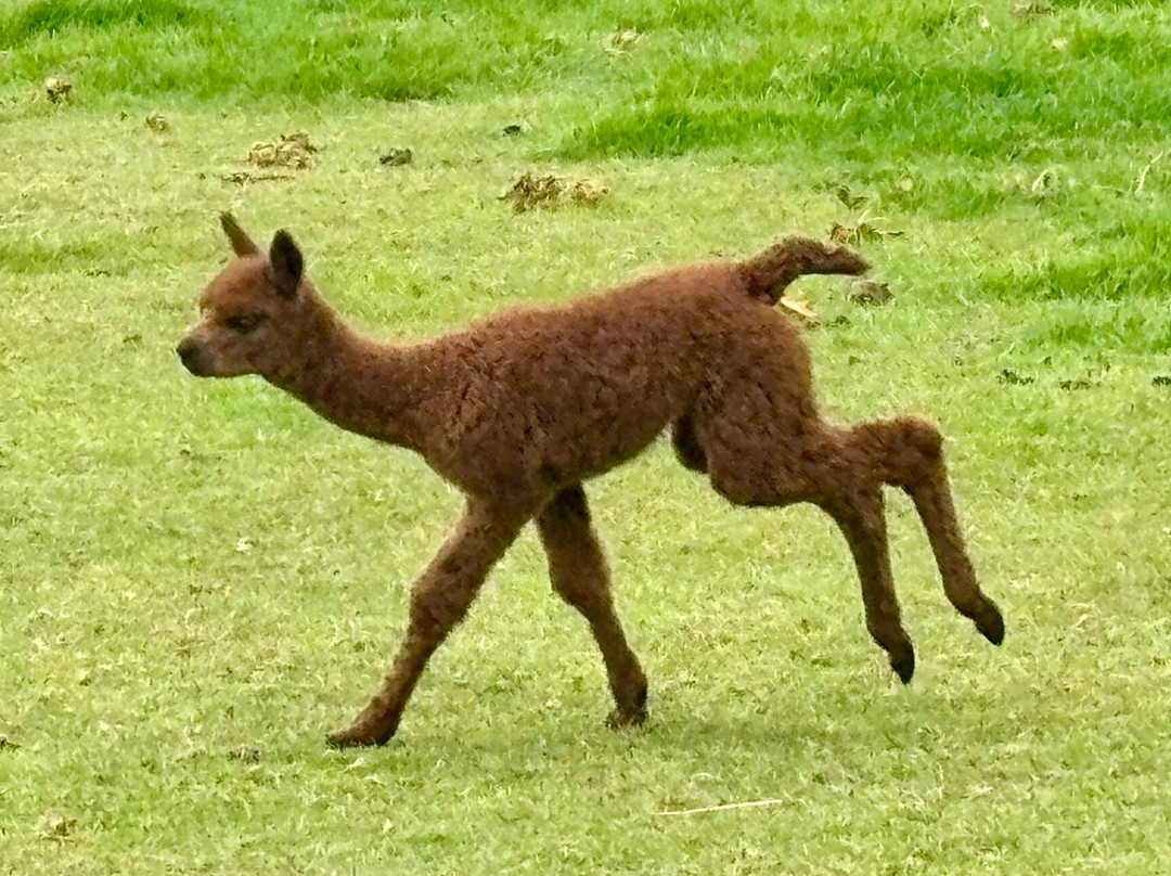 Pembrokeshire Alpaca Trekking-腾比必去景点