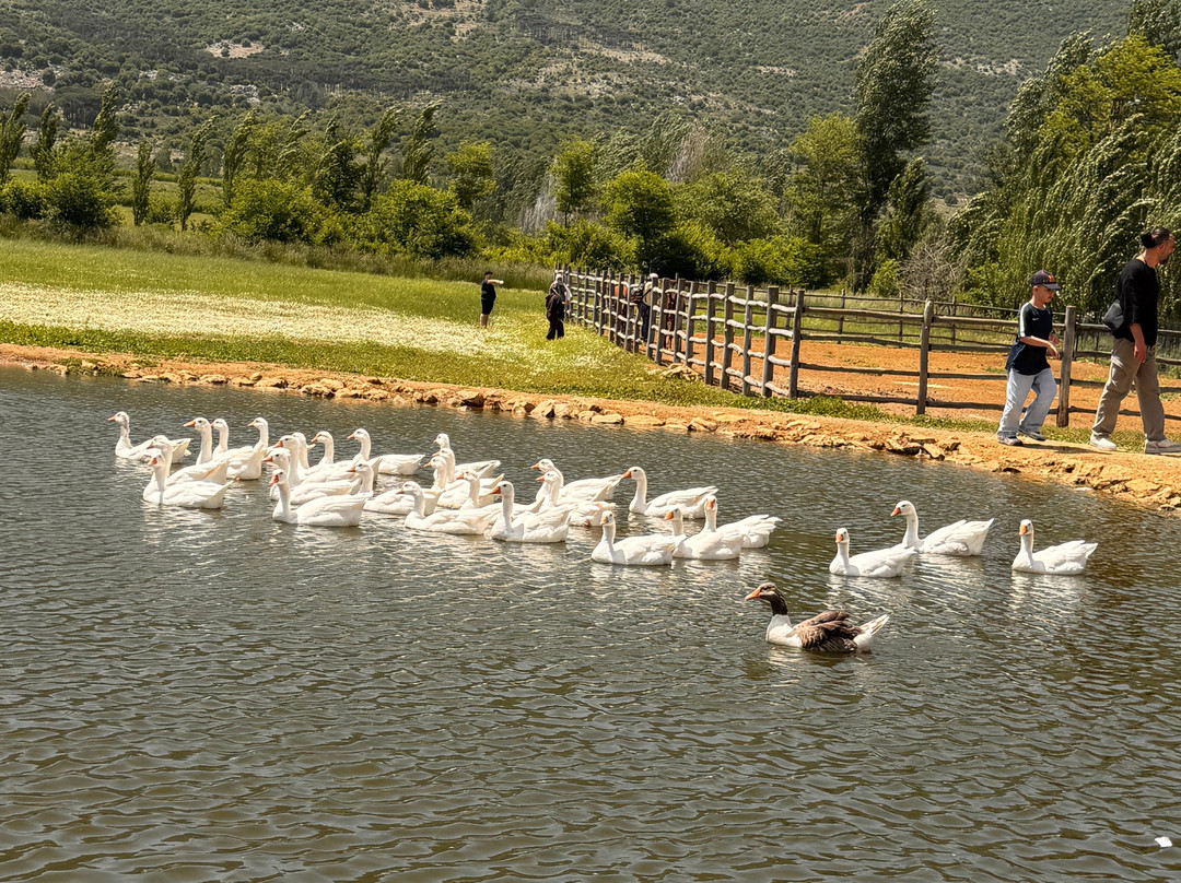 Aammiq wetland-Saghbîne必去景点