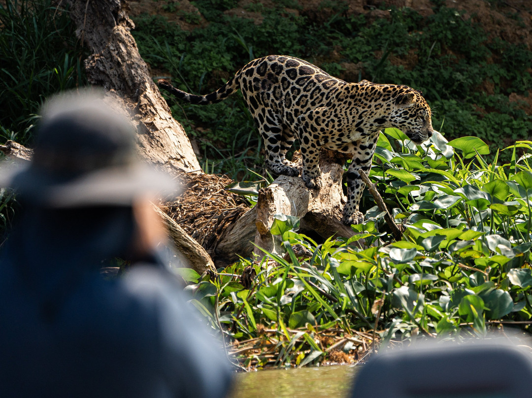 Wetland Jaguar Experience-波科内必去景点