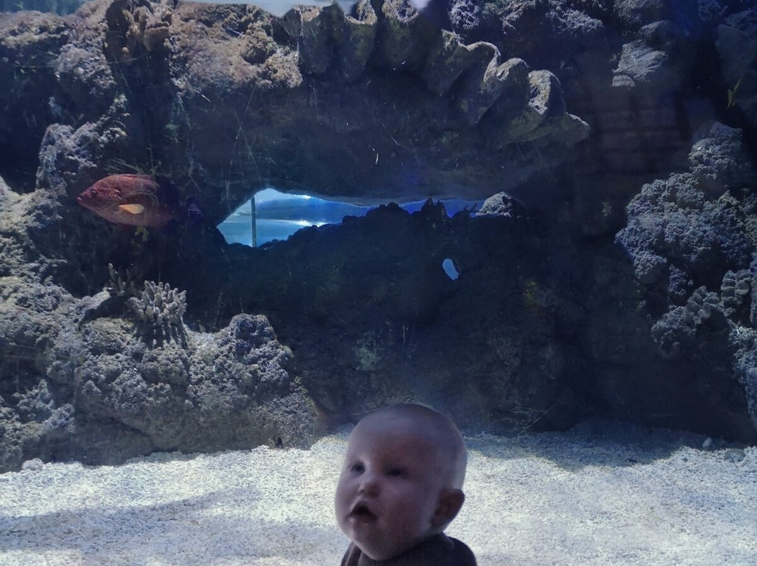 Tynemouth Aquarium-泰恩茅斯必去景点