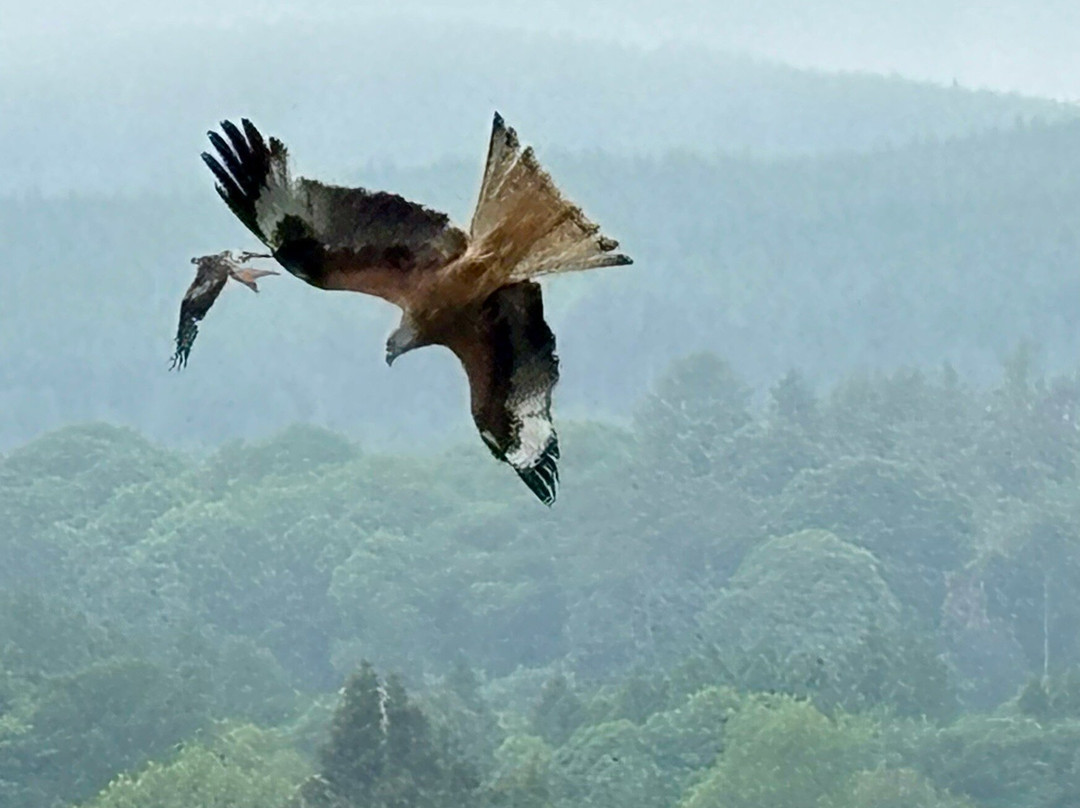 Bellymack Hill Farm - Kite Feeding Station-Laurieston必去景点