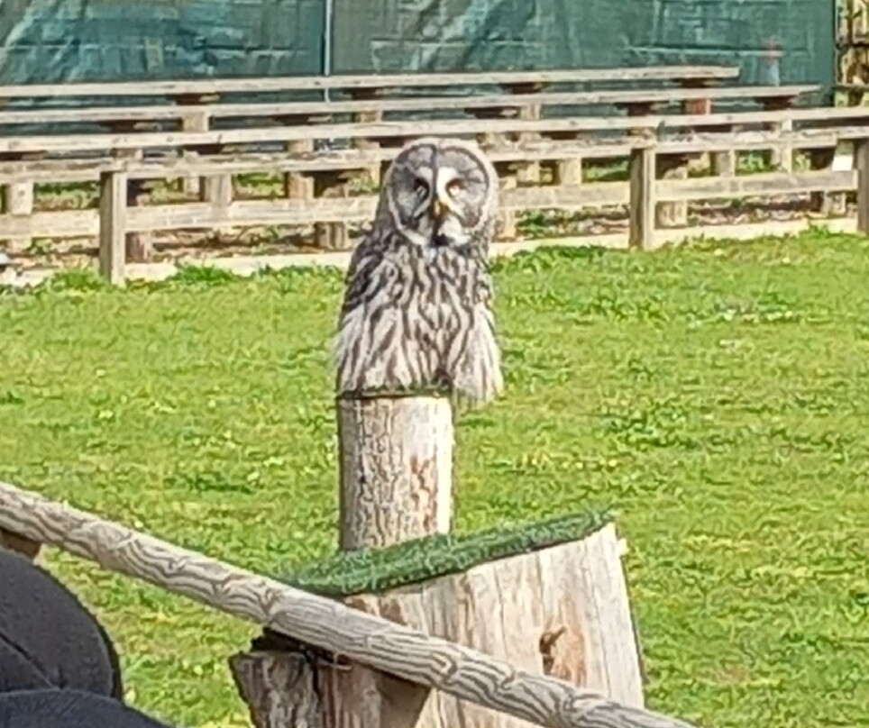 Suffolk Owl Sanctuary-Stonham Aspal必去景点