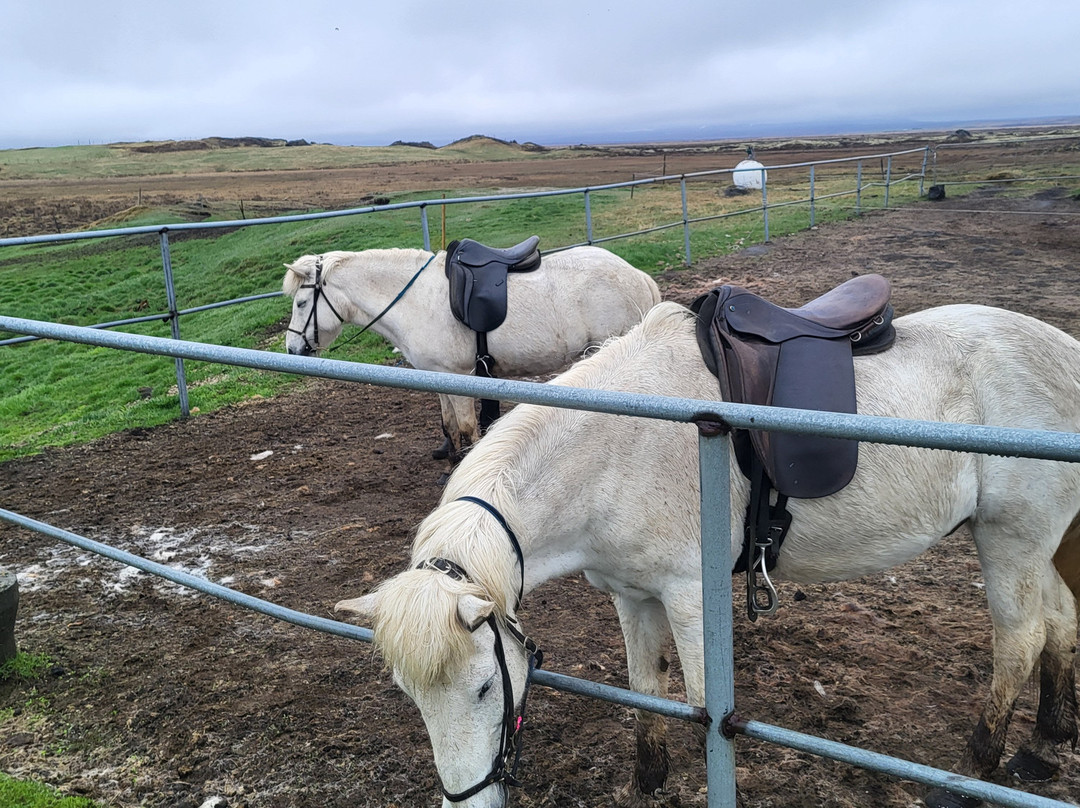 Safari Horse Rental-米湖必去景点