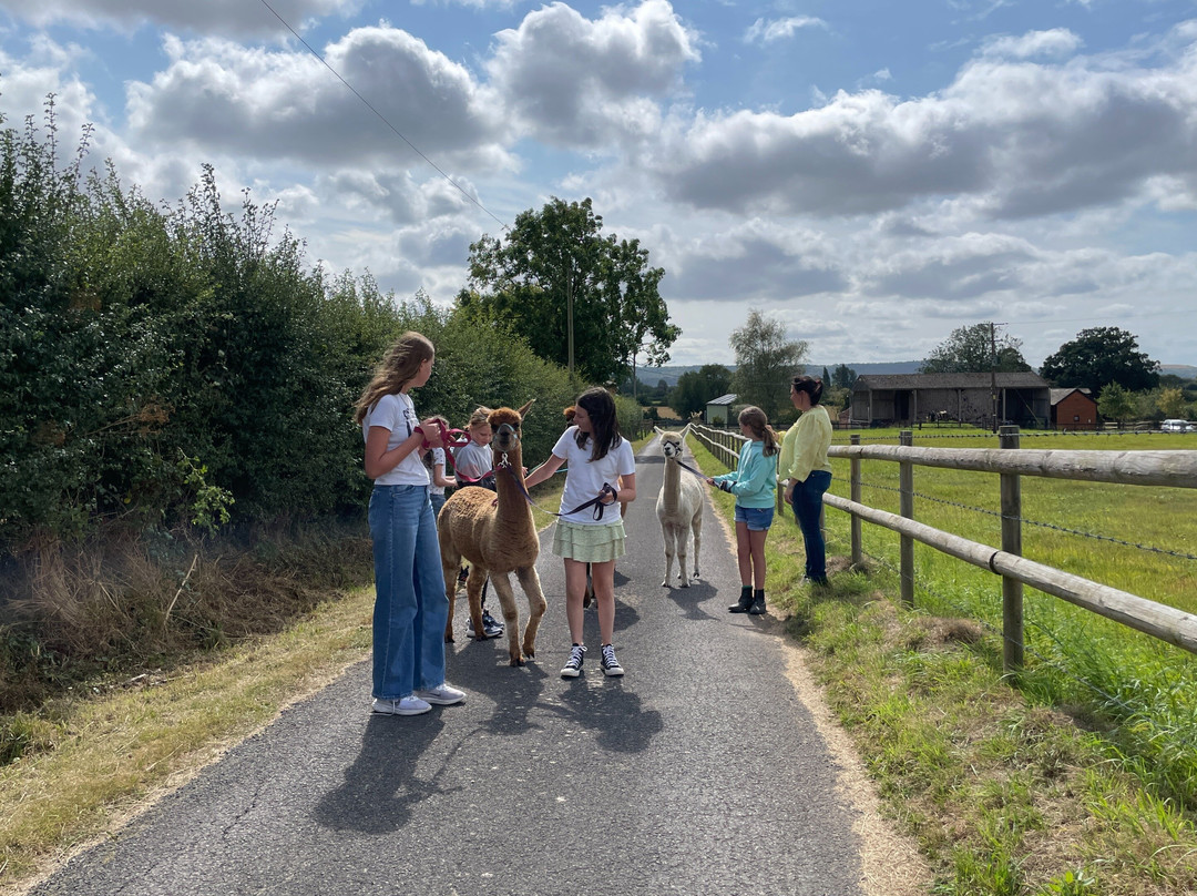 Memorable alpaca walking experiences.