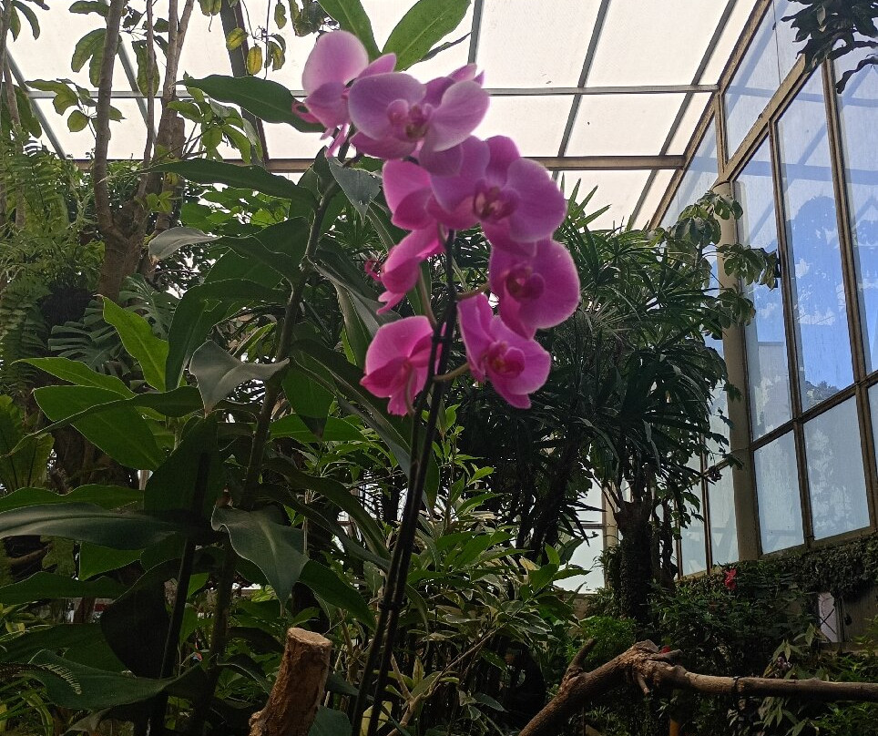 Mariposario del Drago-伊科德洛斯维诺斯必去景点