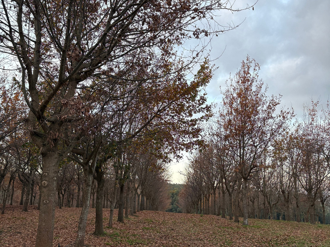 The Truffle Farm Tasmania-德洛兰恩必去景点