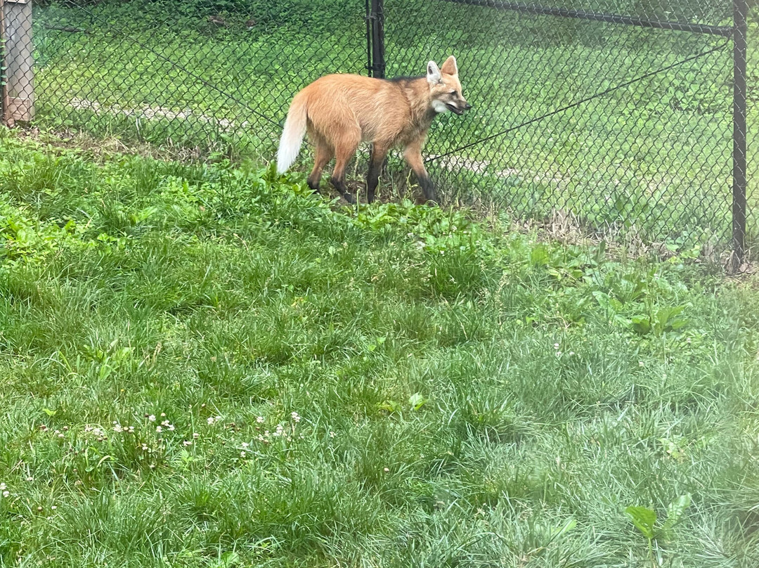 Endangered Wolf Center-Eureka必去景点