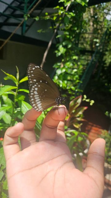 Jungle Bird Homestay-旅行者