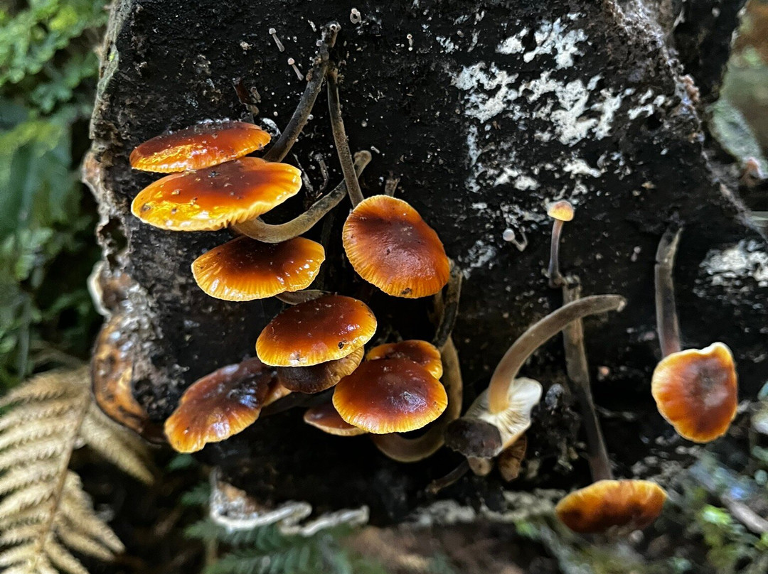 Peel Forest Park Scenic Reserve-杰拉尔丁必去景点
