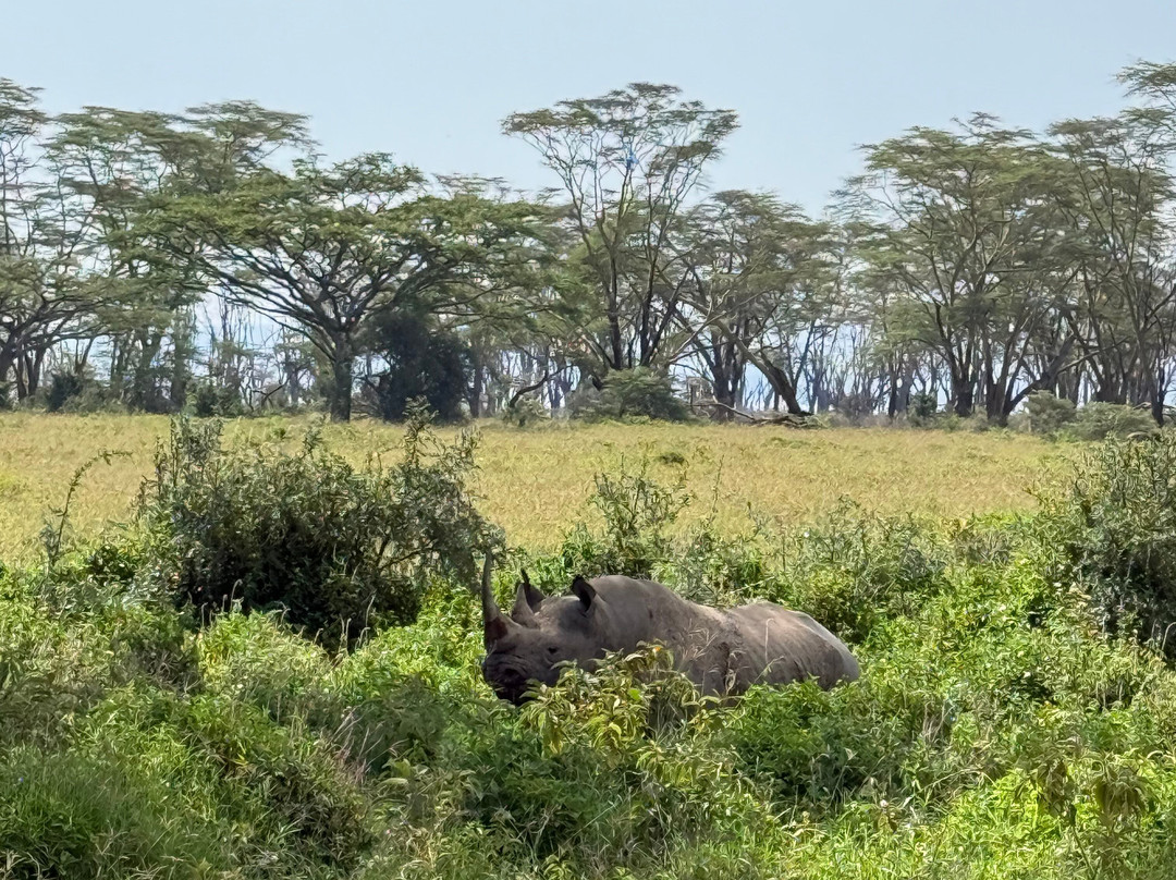 Live in Love Kenya tours and travel-Langata必去景点