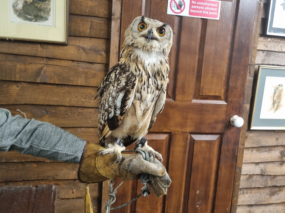 Riverside Falconry-纽卡斯尔必去景点