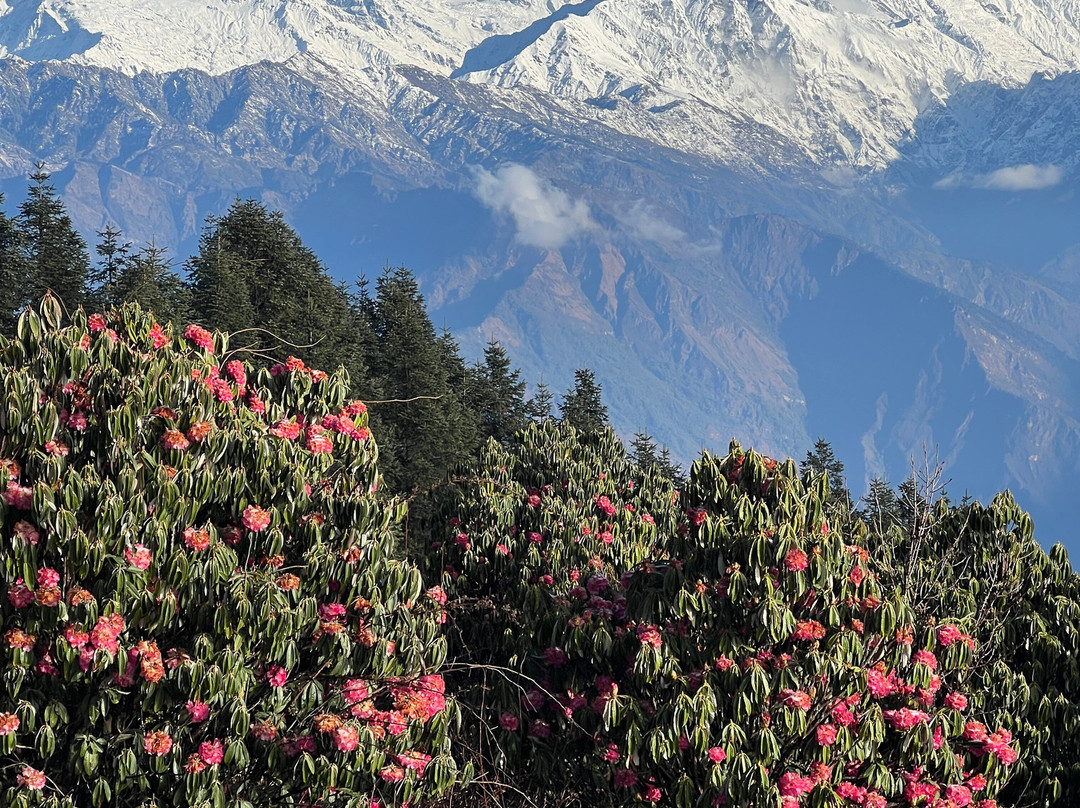 Atmashree Yoga Retreat-博卡拉必去景点