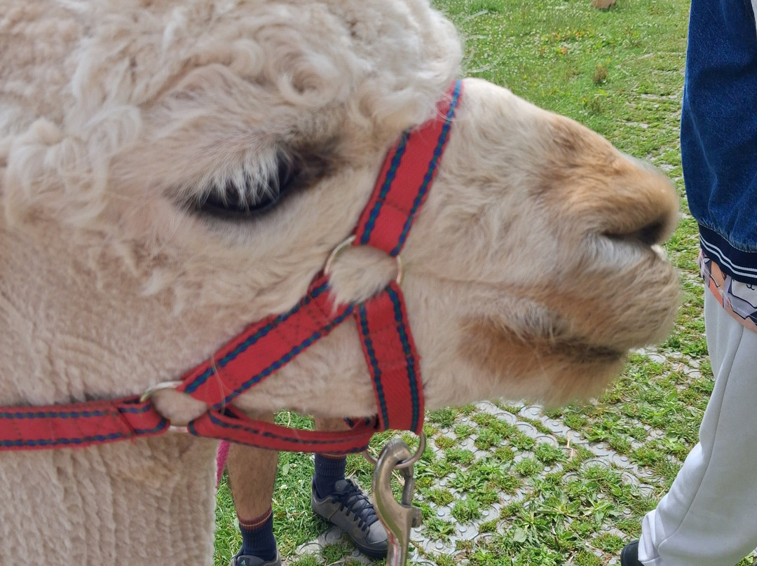 Lucky Tails Alpaca Farm-Atherstone必去景点