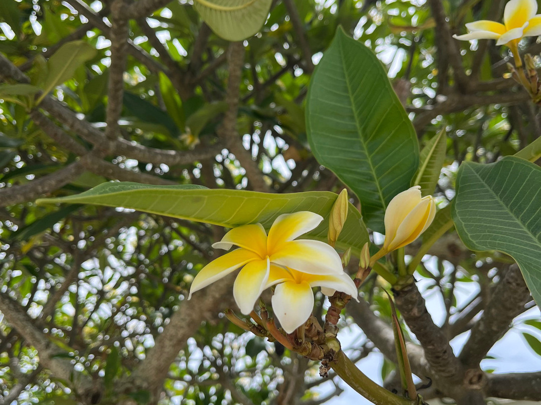 Laie Hawaii Temple-拉叶必去景点