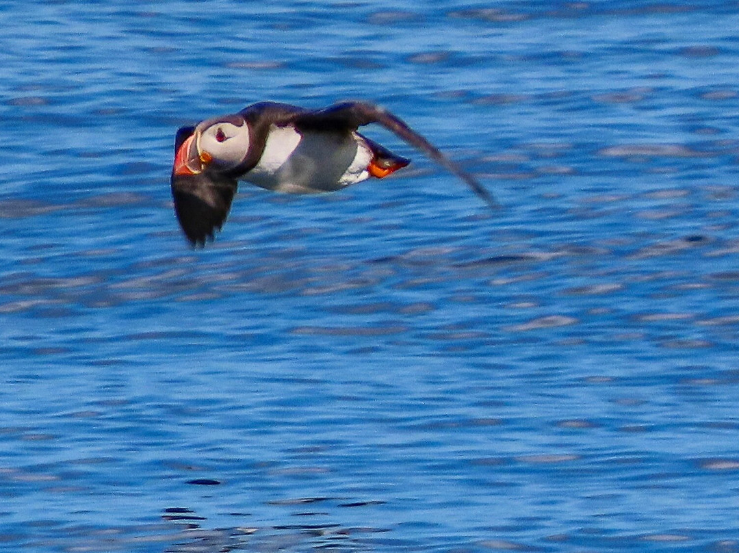 Puffin Safari-Bleik必去景点