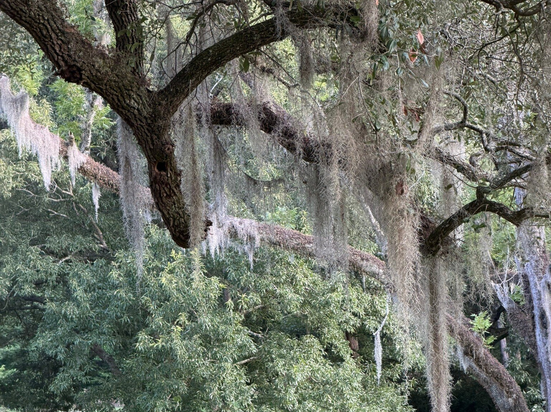 Canemount Plantation Inn主图