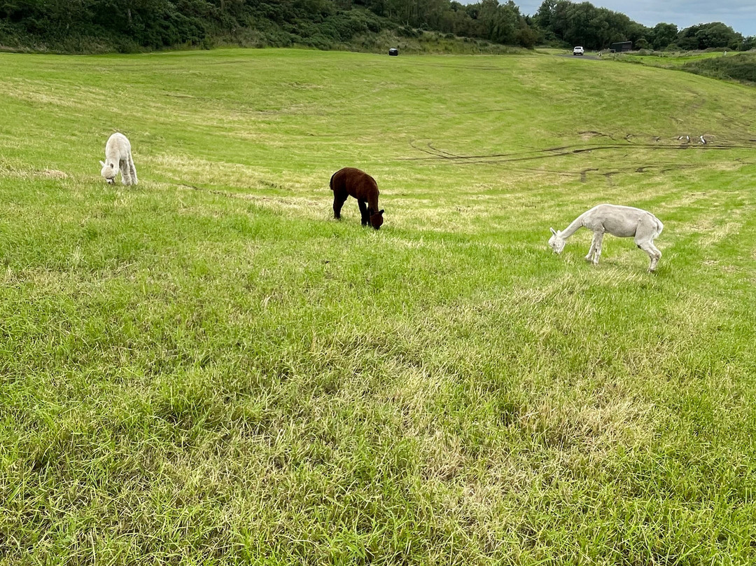 North Coast Alpacas-科尔雷恩必去景点