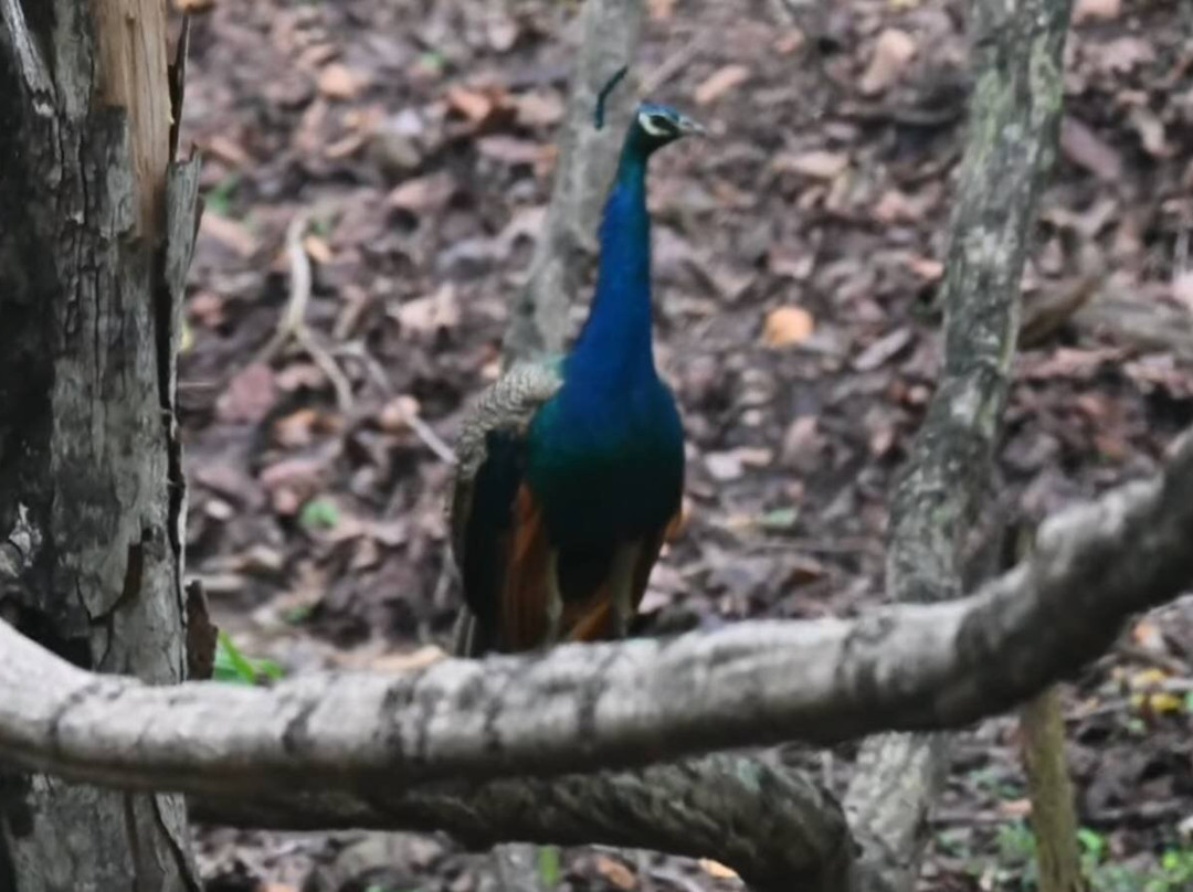Debrigarh Wildlife Sanctuary-Sambalpur必去景点